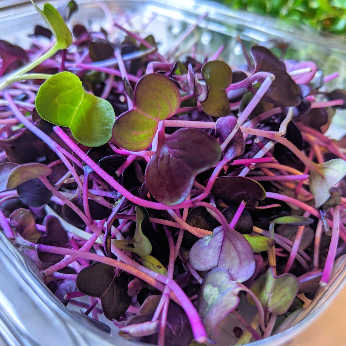 Anthocyanins are an antioxidant in red-blue fruits &amp; vegetables. Scientists confirm micro purple radish have 60x anthocyanins v grown up plant! Benefits: fighting free radicals, antiviral, anti-inflammatory, cancer fighting &amp; taste lush! See our vid @FoodUnwrappedTV for more info