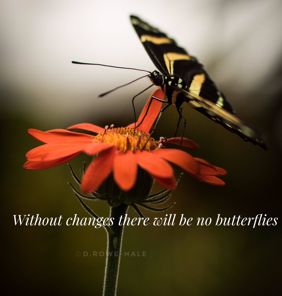 GreyMattersHale's tweet photo. More changes are needed to get threw this #COVID19Pandemic #respecttheworld. #StayHome @CP24 @MarilynDenisCTV @RandyThomas_Ont @FrankFerragine @BTtoronto @DWIGHTB22867608 @MusicIntervMag @MDWarriors01 @fordnation @imdeanyoung
#Smile https://t.co/PL1a4694jF