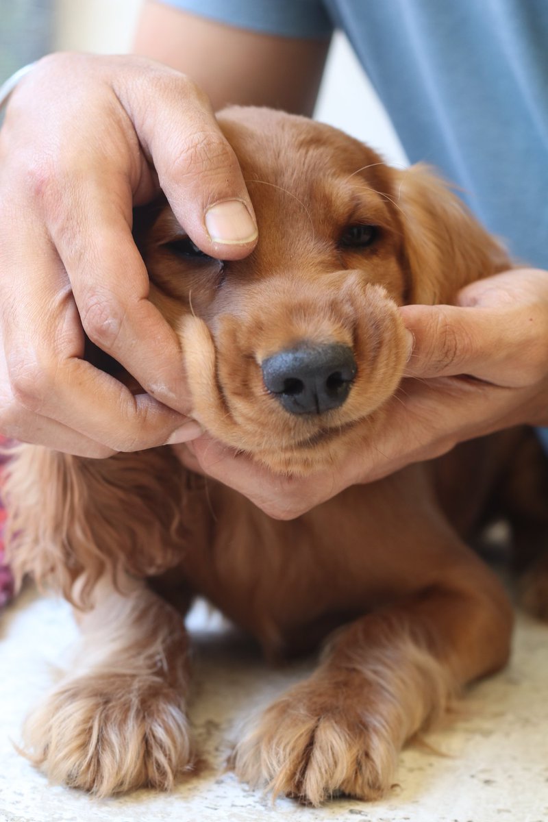 Click here to see what Miss. Bites-a-lot is missing 🤦‍♀️ : instagram.com/p/B-eW9WUFPS2/ ⠀⠀⠀⠀⠀⠀⠀⠀⠀⠀⠀⠀⠀⠀⠀⠀
#ItsADodoLife #WeeklyFluff #After3WeeksWithMyFamily