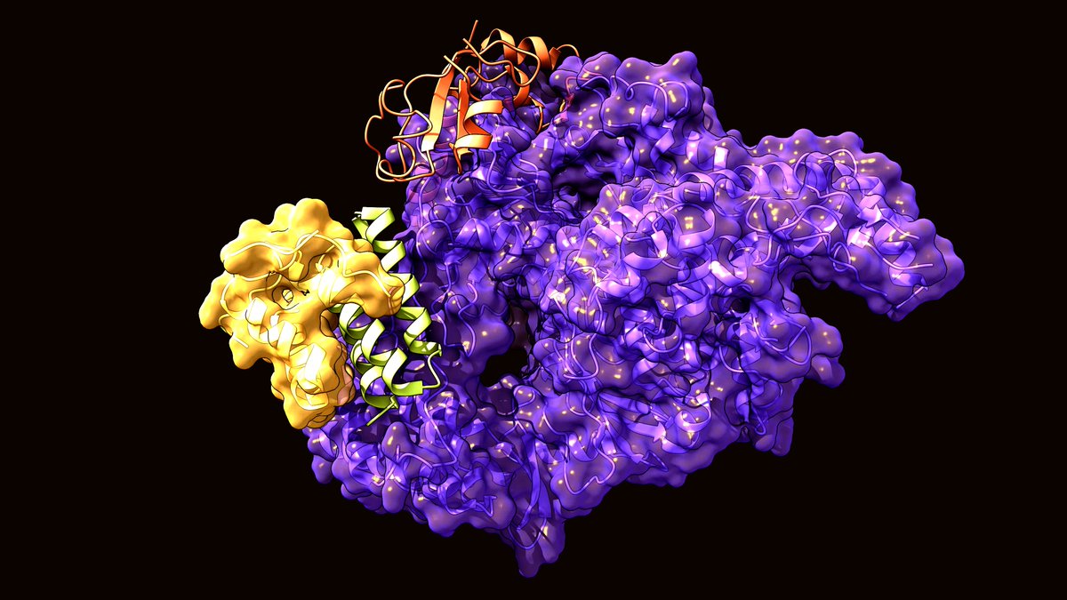 Take a look now  @EMDB_EMPIAR &  @PDBeuropeEMDB:  http://emdb-empiar.org/EMD-30127 PDBe:  http://pdbe.org/6m71 Paper:  http://doi.org/10.1101/2020.03.16.993386 #StructuralBiology  #SARSCoV2  #2019nCoV  #COVID2019,  #Coronavirus  #Antivirals  #DrugDesign  #DrugDiscovery  #DrugDevelopment  #Medicine  #Health (3/3)