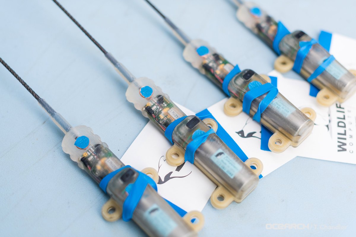 We just revamped our virtual classroom experience. Now there’s more room to join today’s STEM lesson for grades 3-5 on Shark Tagging Technology at 1:00 pm EDT with Education Ambassador <a href="/linds4fins/">Lindsay Laughner</a>.
sforce.co/2UCQd6y