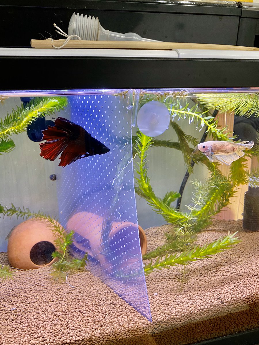 Mari メダカがお亡くなりになって その水槽にベタを入居させました セパレートで仕切ればオス同士でも安心 泳ぐスペースが広くなって良い良い ベタ ベタ水槽 ベタ飼育 ハーフムーン ハーフムーンベタ ホワイトベタ