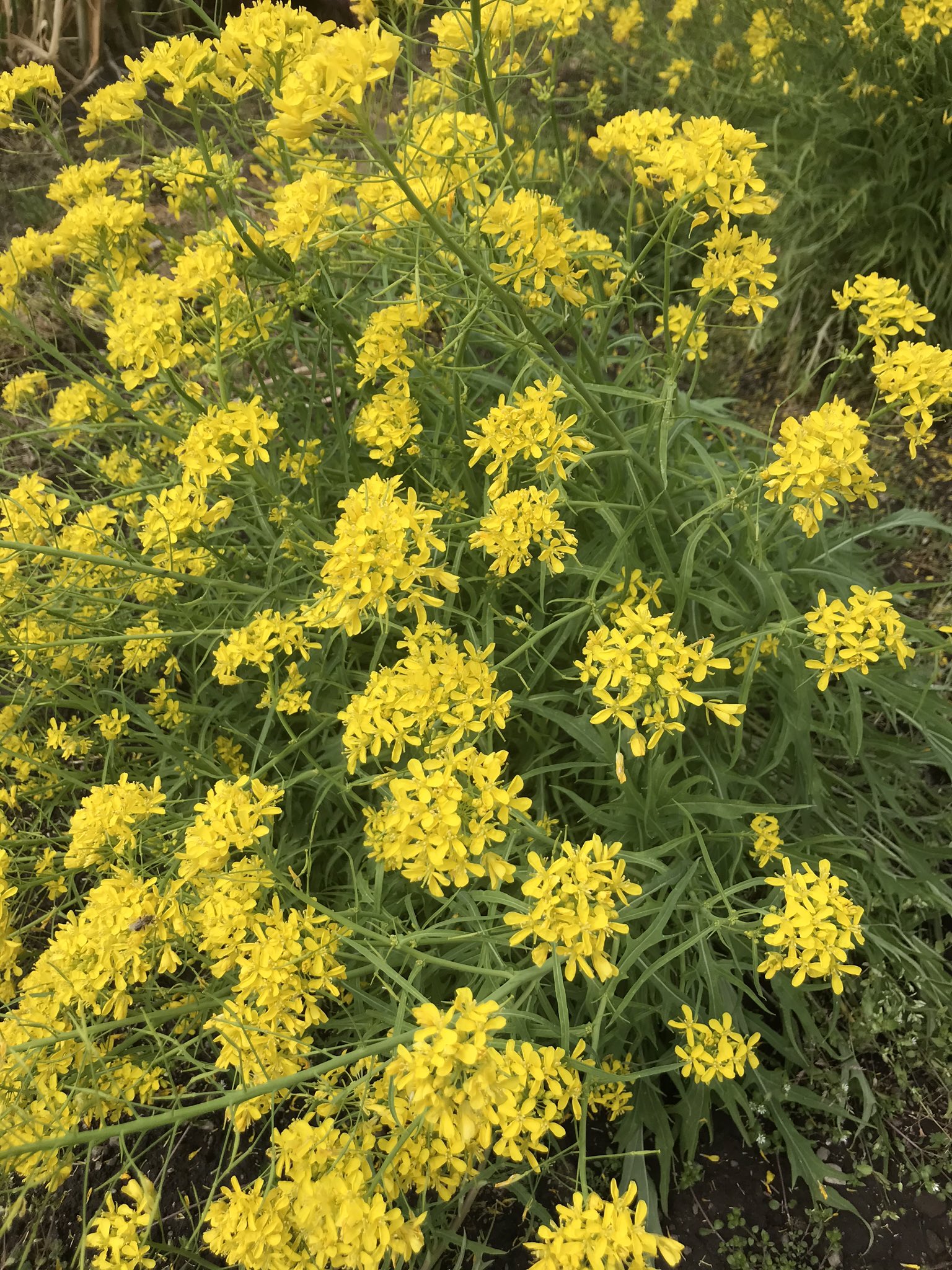 ヒメ Zwbuxk7be1wzlaf 野菜の花を 街場の人等は 見ることも無いでしょうね 鮮やかな黄色で細かな花です Twitter
