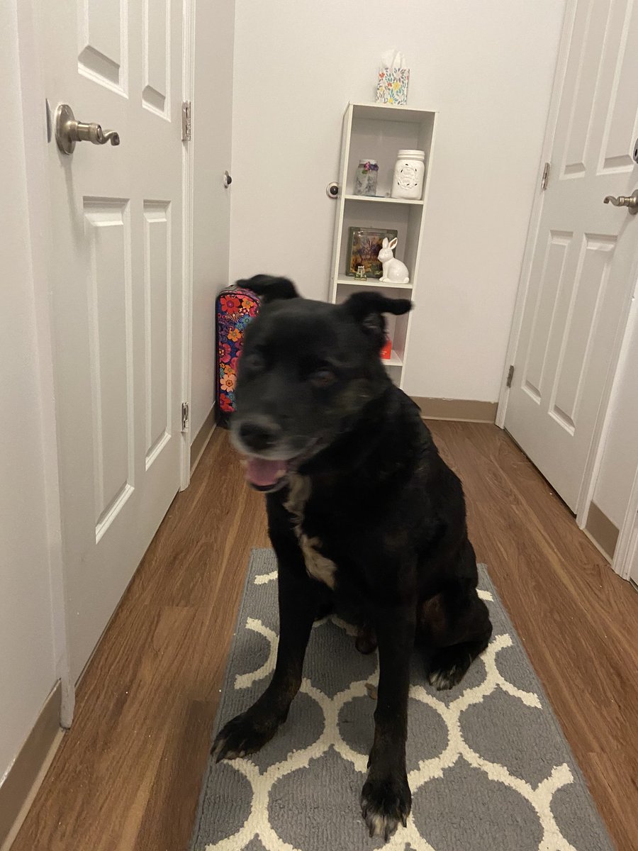 jamconiglio's tweet photo. big black dog found at the ivy in the courtyard at 9 AM. no ID/collar. I have him, DM me if he is yours. please RT so we can find his owner https://t.co/sBhMgQ5A8G