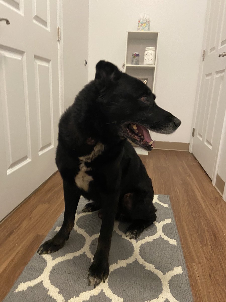jamconiglio's tweet photo. big black dog found at the ivy in the courtyard at 9 AM. no ID/collar. I have him, DM me if he is yours. please RT so we can find his owner https://t.co/sBhMgQ5A8G