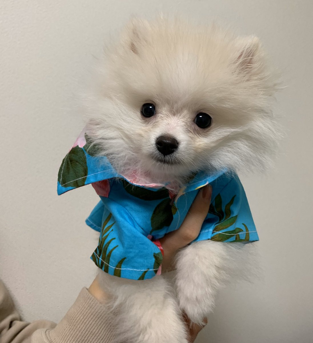 犬がいてよかった 犬がいてよかった