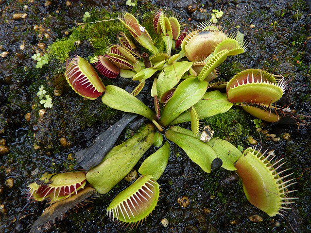 ForEverythingNC's tweet photo. The Venus Flytrap is native only to a small area of the Coastal Plain in North and South Carolina, mostly within a 75 mile radius of Wilmington. https://t.co/uzzd1LLYsv #everythingNC https://t.co/ZlbgSBmdfq