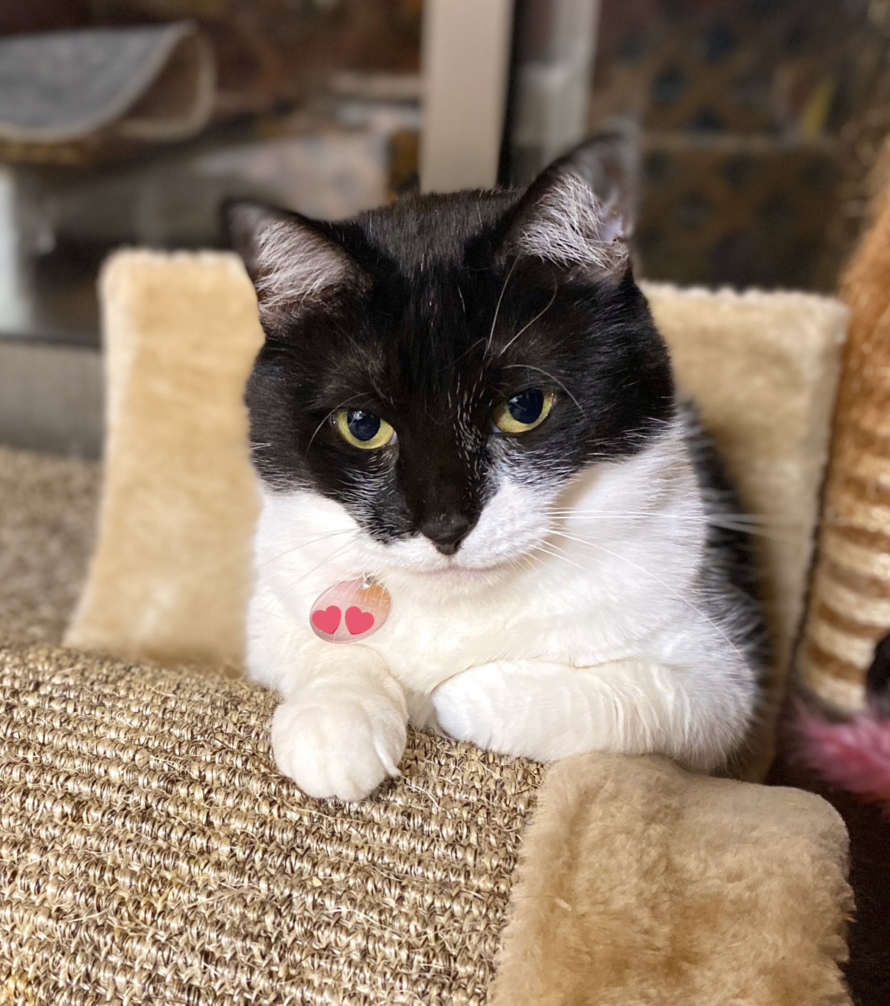 ちひねこ様 専用ページ チビ猫様専用です！