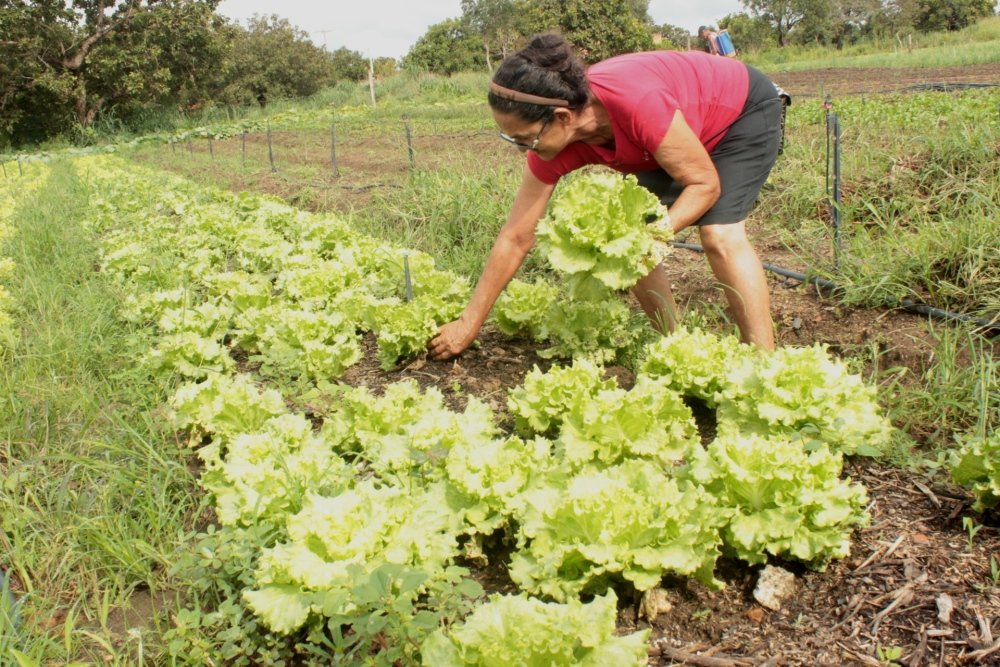 NorteAgroTO's tweet photo. ✅ Unidade do Ruraltins no interior do Estado do Tocantins fomenta campanha “receba a feira em casa” para auxiliar pequenos produtores
https://t.co/lWJw1OV44m
#NorteAgroTO #coronavírus #combateaocoronavírus #compredospequenos #feirantes #agriculturafamiliar #agricultura #lavoura https://t.co/Tp8l2lZ56B