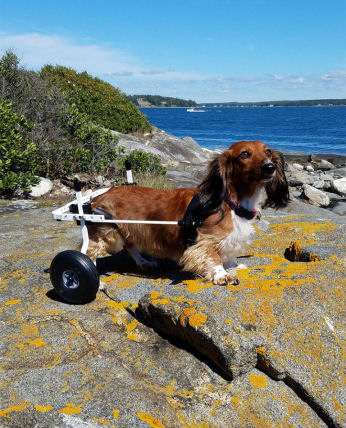k9cart's tweet photo. We want to Thank our loyal Customers.
Support your local community ! #community #wheelchairs #pets  Our customers are the reason we keep on going. 
Stay safe, stay at home. #StayHome #StayAtHome https://t.co/J55BkwEFSW