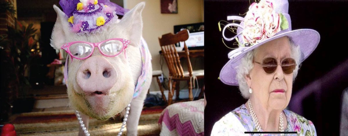 Esther TheWonder Pig tweet media