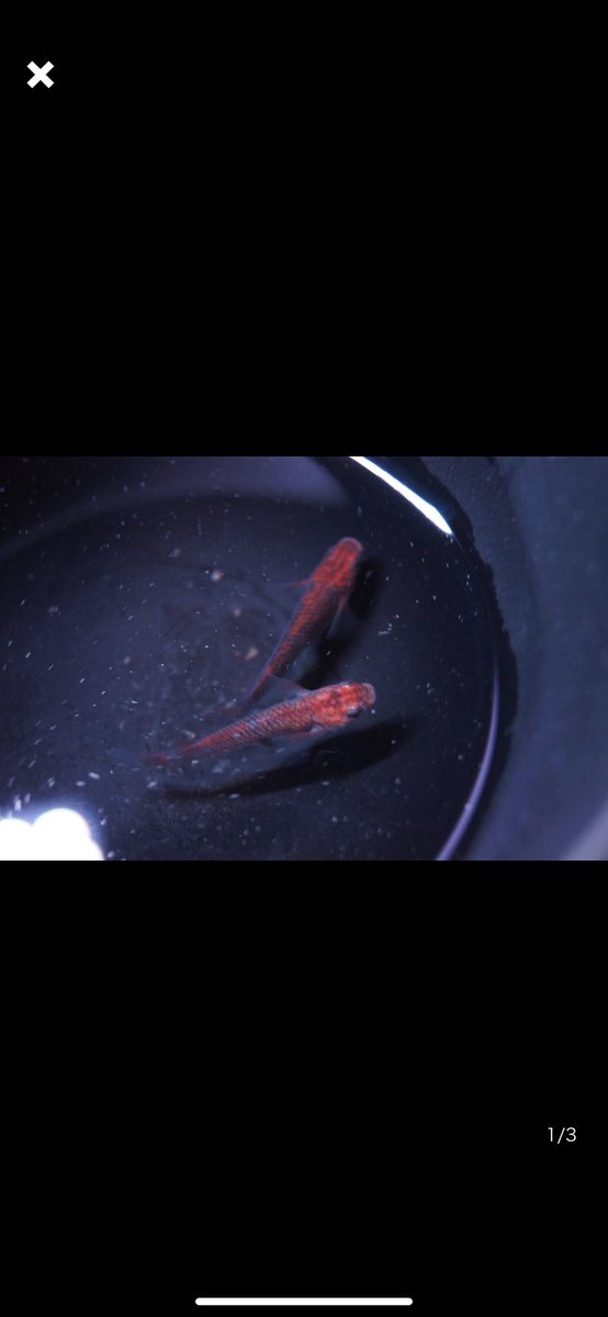 三河のメダカ好き Utd8nmhi2wox6g5 Twitter 三河のメダカ好き Utd8nmhi2wox6g5 Twitter