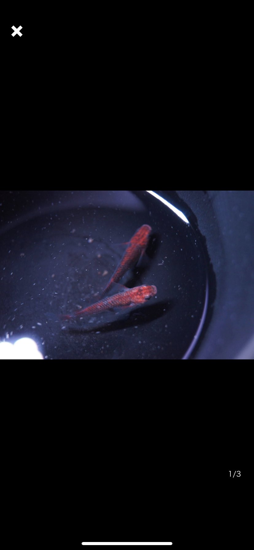 三河のメダカ好き Utd8nmhi2wox6g5 Twitter