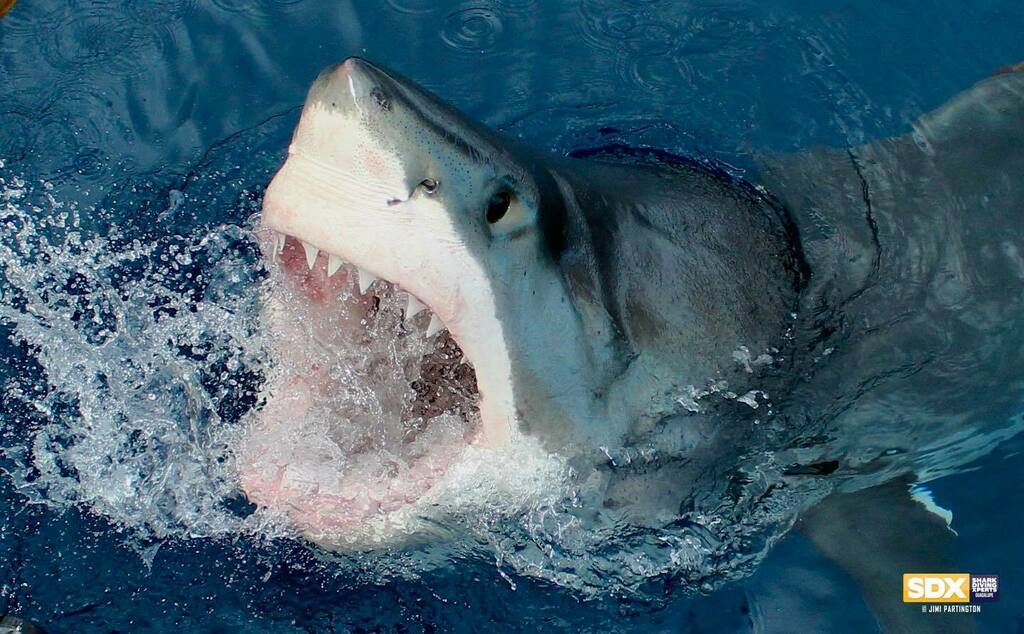 sharkxperts's tweet photo. SHARK WEEKEND is coming ! This weekend April 4-5th. @sharkweek @sharkdivingxperts @jimipartingtonsdx @discovery #sharkdivingxperts #sdx #jimipartington #sharkweek #sharkweekend #discovery #discoverychannel #airjaws #legendofdeepblue #deepblue #shark #sha… https://t.co/4IWQb14EEa https://t.co/MaEs79n9KE