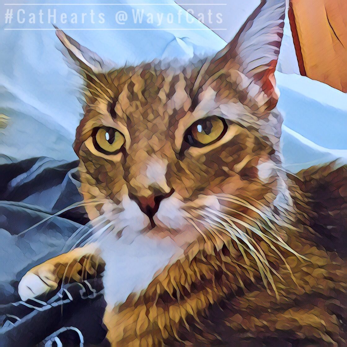 Wayo Cat