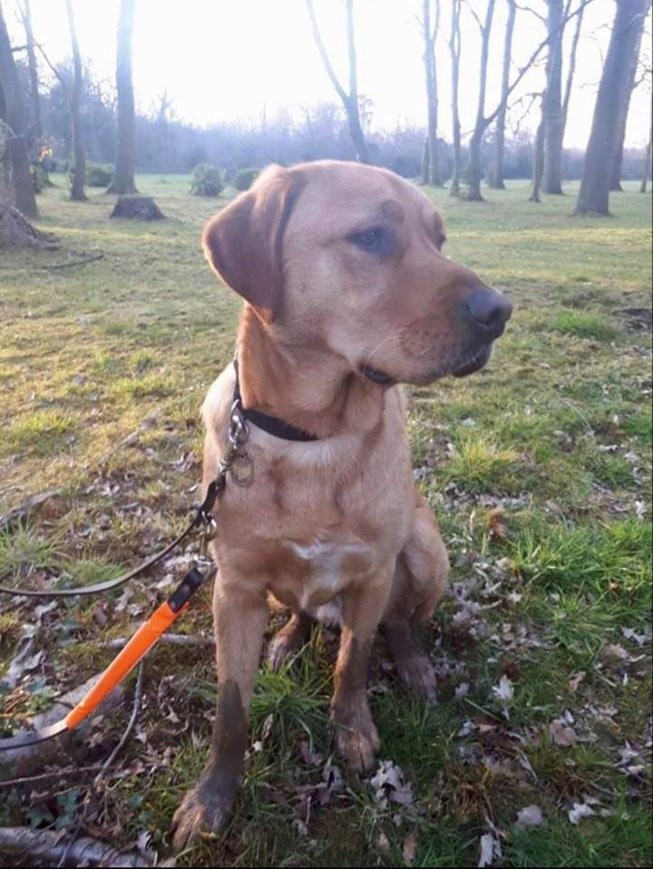 GDogsRedbridge's tweet photo. Thanks to Finch's puppy walker for sending us this lovely picture of him on a walk with her this morning.
Image shows a ginger labrador sitting on the grass looking to the left with trees all around him.
#GuideDogs #GuideDogFamily #dogsoftwitter #dogwalk https://t.co/kwCr8rVRnB