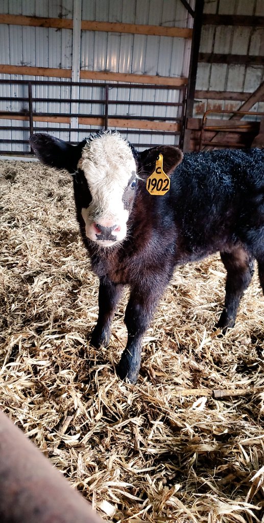 When I'm not in the pig barns, you can probably find me loving on the new calves. This is a busy time of year, but also one of my favorite times!