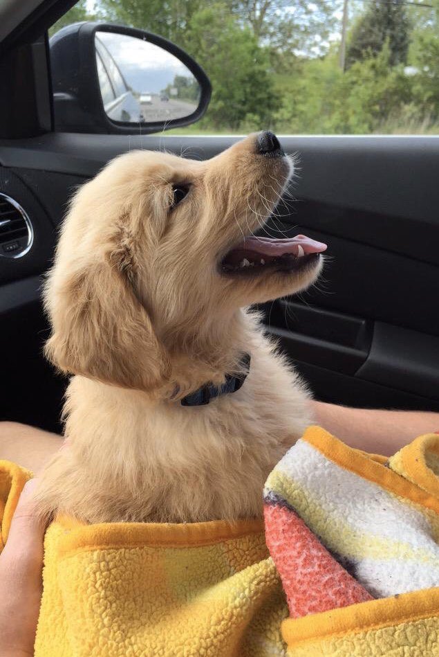 aj_hartley1's tweet photo. #TBT Gus says, “Have a great Thursday...and have a Growth Mindset”.  #ThrowbackThursday @FentonSchools #WeAreFenton #COLchat @nhartley2012 https://t.co/vYTRv2xkD8