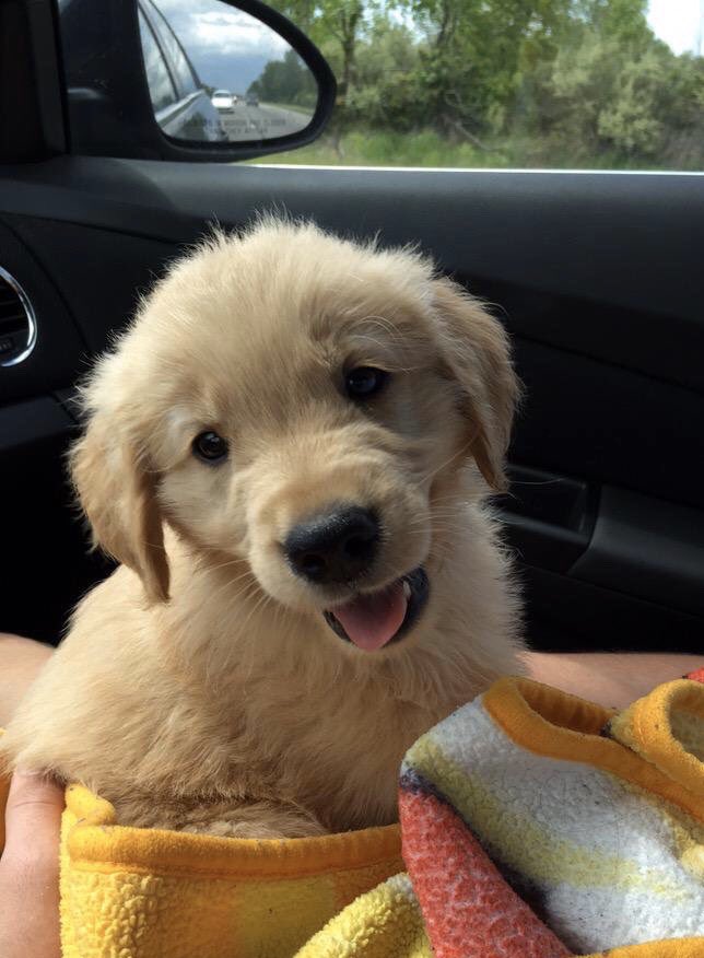 aj_hartley1's tweet photo. #TBT Gus says, “Have a great Thursday...and have a Growth Mindset”.  #ThrowbackThursday @FentonSchools #WeAreFenton #COLchat @nhartley2012 https://t.co/vYTRv2xkD8