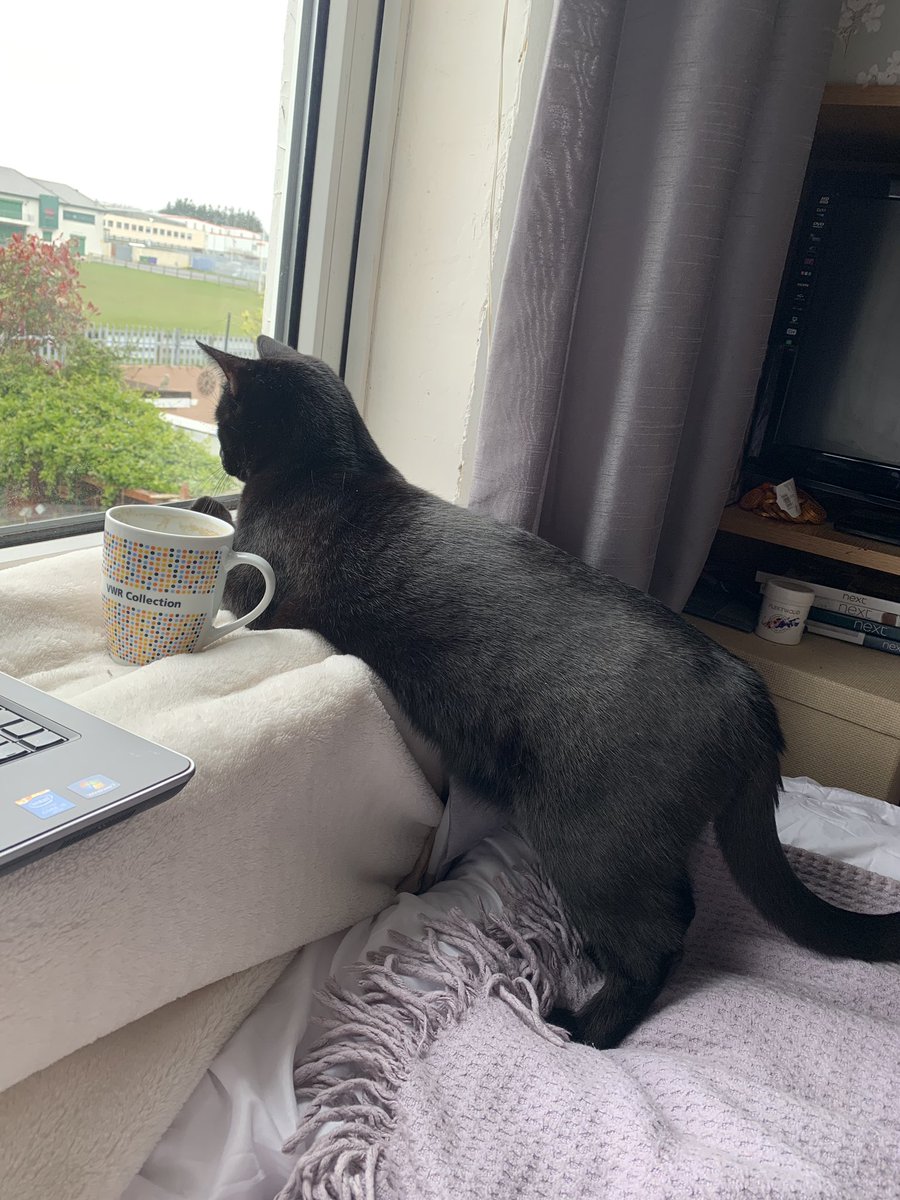 Baz_Xo's tweet photo. Day 14 #workingfromhome my little hairy coworker having a coffee break at his improvised standing desk 🐱 https://t.co/aWWl44sUKu