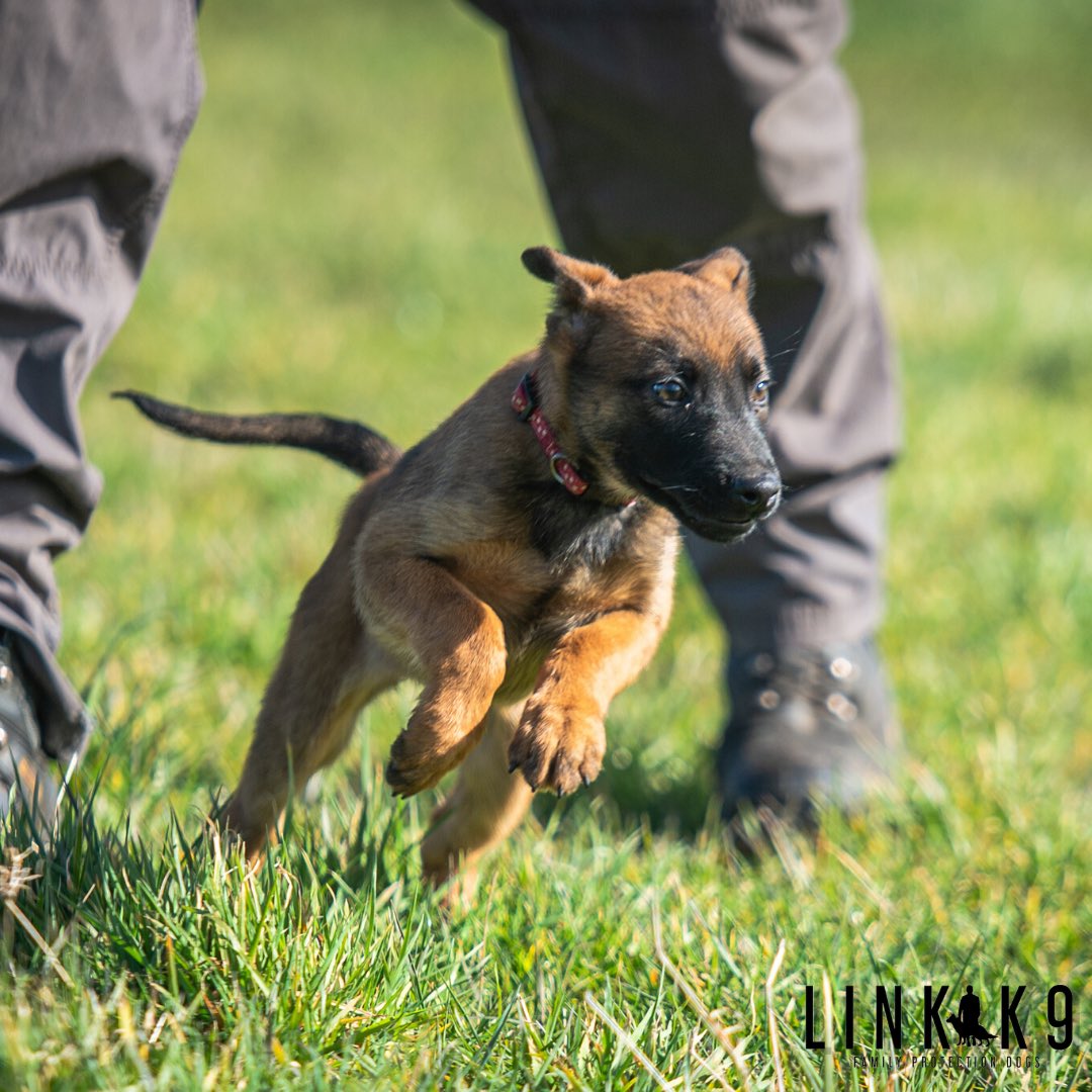 link_k9's tweet photo. 🐕 @linkk9 protection training 🐶
⁣#protectiondog #lovemydog #friends #puppy #puppylove #puppylife #puppygram #puppyoftheday #puppueyes #doginstagram #dogsoftheday #ilovemydog #igdogs #dogsofig #instapet #doglover #ilovedogs #dogs #dogsofinsta #liverpool #linkk9⁣⁣⁣⁣⁣ https://t.co/IRpMY66OrW