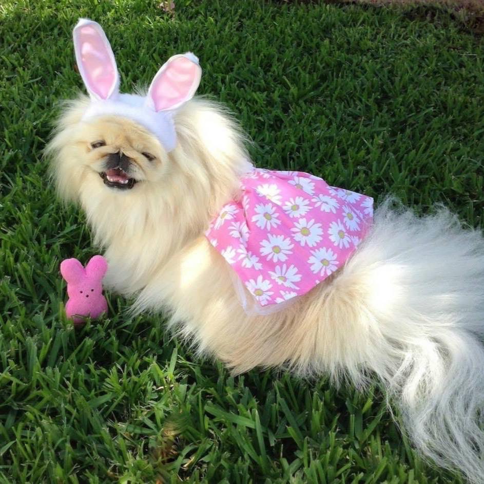 LilCaliGurl's tweet photo. Welcome #April #peeps 🐣💕🐰
.
.
.
#helloapril #welcomeapril #Ilovepeeps #peep #peeplover #easterbunny #bunny #bunnydog #lilcaligurl #lilcaliroll #caligurl #pekingese #doglife #dogslife #throughadogseyes https://t.co/DFDczeMEKW