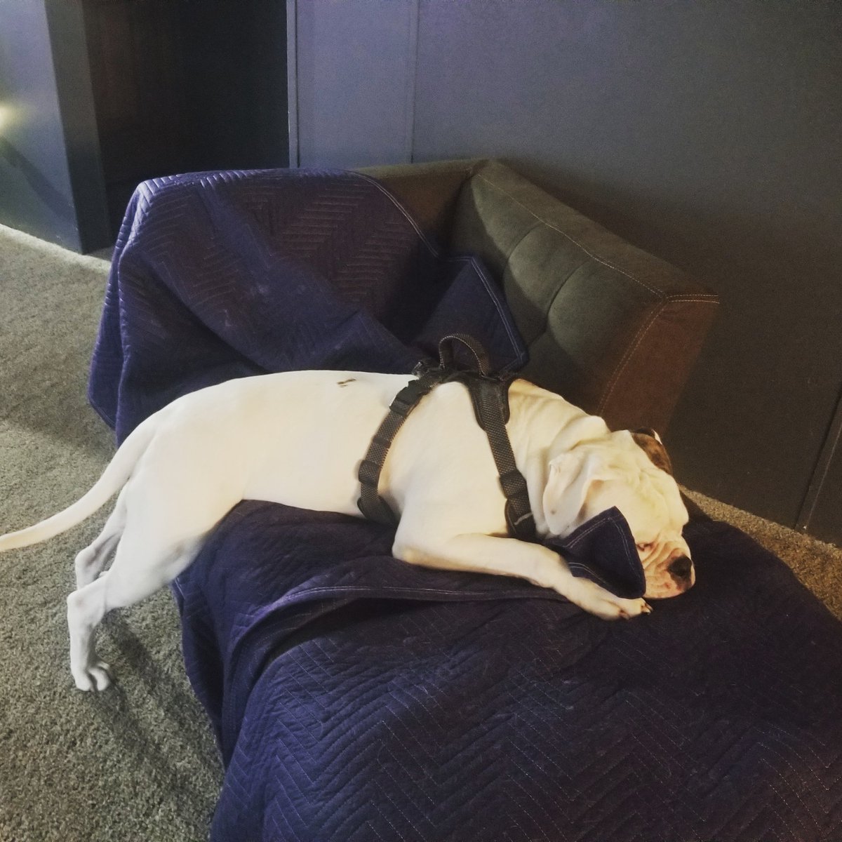 clranney's tweet photo. @brittanylynne8 my #Quarantine workout partner was not at all motivated.🙄 he did but his feet on the ground so there's that.......#furmom4life #soloworkouttoday #igotthis💪 #americanbulldog #babymagnus #americanmade https://t.co/z90MNvOmuN