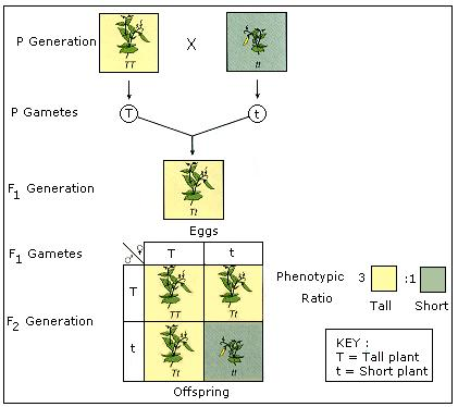 Semasa Gregory Mendel menjalankan eksperimen terkenalnya berkenaan genetik pokok kacang, beliau mendapati 3/4 daripada keseluruhan pokok kacangnya adalah tinggi, manakala 1/4 lagi pendek dan renek. Dalam bahasa mudahnya, ratio ketinggian pokok kacangnya ialah 3:1.