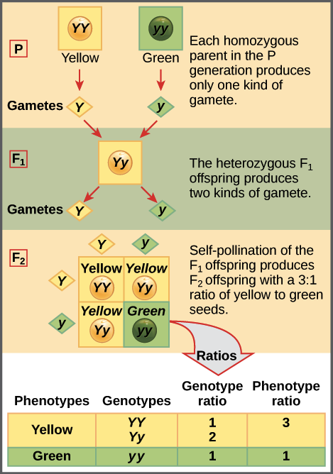 Perkara ini tak tertakluk pada ketinggian pokok kacangnya sahaja, bahkan juga meliputi sifat-sifat lain pokok berkenaan seperti warna kacang (3 hijau: 1 kuning), warna bunga (3 ungu: 1 putih) dan sebagainya. Ratio terbanyak, yakni ‘3’, dikenali sebagai nilai dominan,