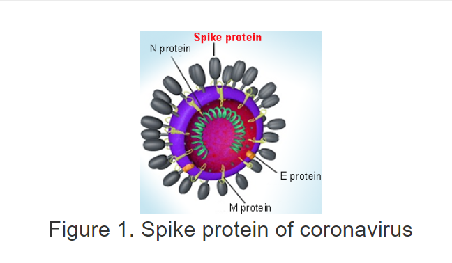 Sino_Biological's tweet photo. #coronavirus has a deadly weapon-- #spike protein-- on its surface. Learn more about the spike here: https://t.co/mI9TBjuZ2y
#SinoBio #SARSCoV2 #COVID19 #protein https://t.co/fcSDTQ8IoV