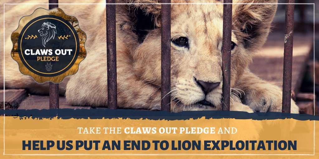 IAPWA's tweet photo. Thousands of people visit South Africa and are faced with the opportunity to cuddle a cute lion cub, unaware that when the cubs are too big to be cuddled for photos, they’re sold into trophy hunting❌

Please help us put an end to this. SIGN OUR PLEDGE: https://t.co/jy5gpmox2n 🦁 https://t.co/st6yYp9ADi
