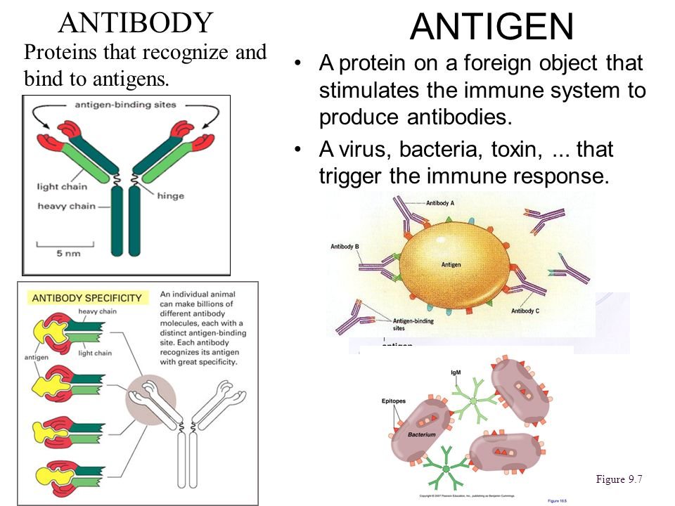 Dalam disiplin biologi medikal, selalunya kita akan diperkenalkan dengan antigen dan antibodi. Antibodi merujuk kepada sistem imun dan antigen merujuk kepada bendasing yang merangsang pengeluaran antibodi. Untuk lebih jelas, kita lihat kes jangkitan kuman.