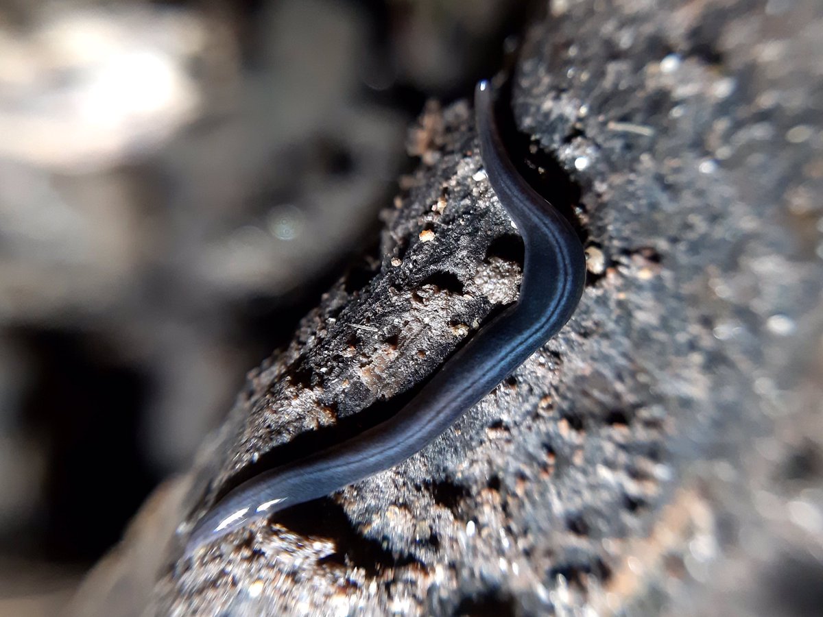 At least seven species of tropical #flatworms are recorded from #Belgium; bad news for native fauna natuurpunt.be/nieuws/minsten…  article Tom Van Den Neucker, Kevin Scheers and colleagues, images @soorsjan #InvasiveSpecies #biodiversity