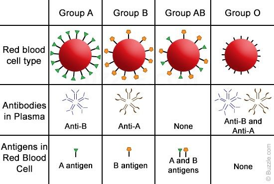 Sambungnya lagi, ini adalah kerana setiap darah mempunyai antibodi yang bertindak balas dengan antigen yang berlainan. Berlainan dengan antigen, antibodi dikelaskan secara berlawanan. Bagi darah A, ia mempunyai antibodi B. Darah B pula mempunyai antibodi A.