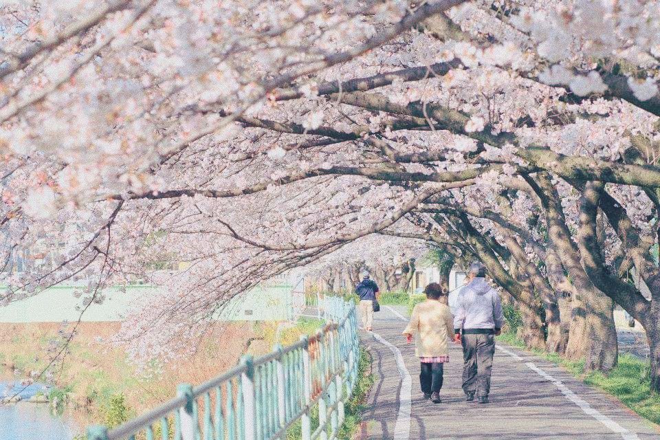 Mar_P_man's tweet photo. 過去写真で少しでも皆様にお花見気分を🌸

#おうちで過ごそう
#おうちでお花見 #インドア花見2020 https://t.co/g6e6w8MJB5