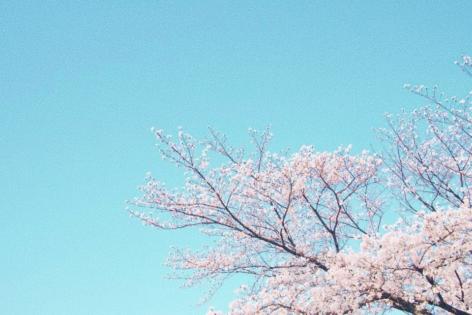 Mar_P_man's tweet photo. 過去写真で少しでも皆様にお花見気分を🌸

#おうちで過ごそう
#おうちでお花見 #インドア花見2020 https://t.co/g6e6w8MJB5