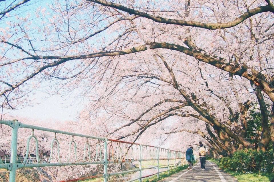 Mar_P_man's tweet photo. 過去写真で少しでも皆様にお花見気分を🌸

#おうちで過ごそう
#おうちでお花見 #インドア花見2020 https://t.co/g6e6w8MJB5