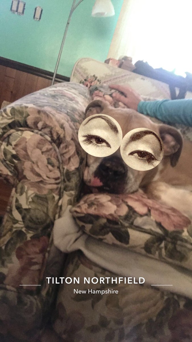 dawn_graves's tweet photo. This dog is the love my life he’s been my rock since losing my husband to sucide 03-09-14 2 months after adoption him now I bring him to the veterinarian cause something is wrong with him and I find out he has leukemia my heart is breaking they can’t give me time frame https://t.co/W9FrR448dV