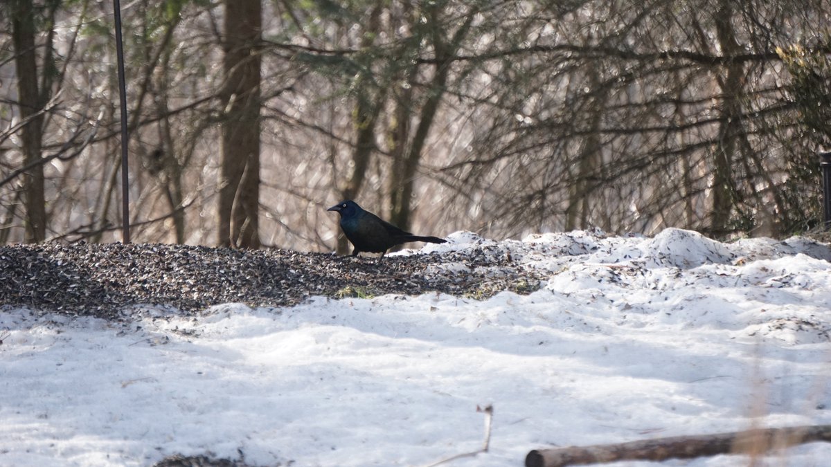 A nice sunny morning is perfect for a #BreakfastBirdwatch. Today's highlight is a Common grackle, something we're seeing quite a lot of these days. Their feathers are iridescent, which makes them appear different colours depending on how the sunlight hits them. #muskoka