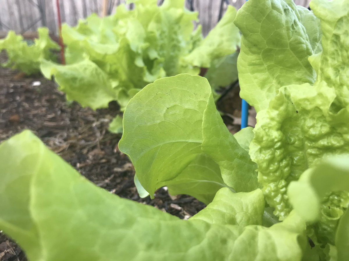 What variety of lettuce are you growing? This is my Black Seeded Simpson. It’s SOOO easy and you can save seeds for next year.