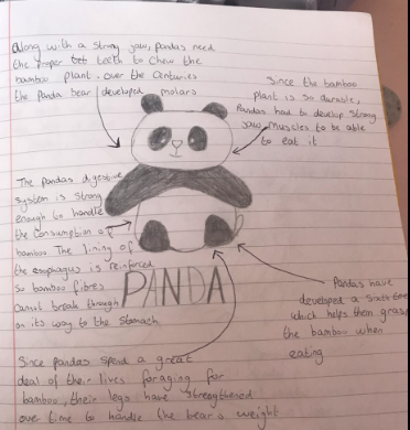 DrHarbachTMCS's tweet photo. Today's selection of Science learning at TMCS. Well done Alexis, Paulina, Andrew and Millie!@PPatelTMCS @mrfrankish @TimSmithCEO @tmcsjanzan https://t.co/wqwGxqN471