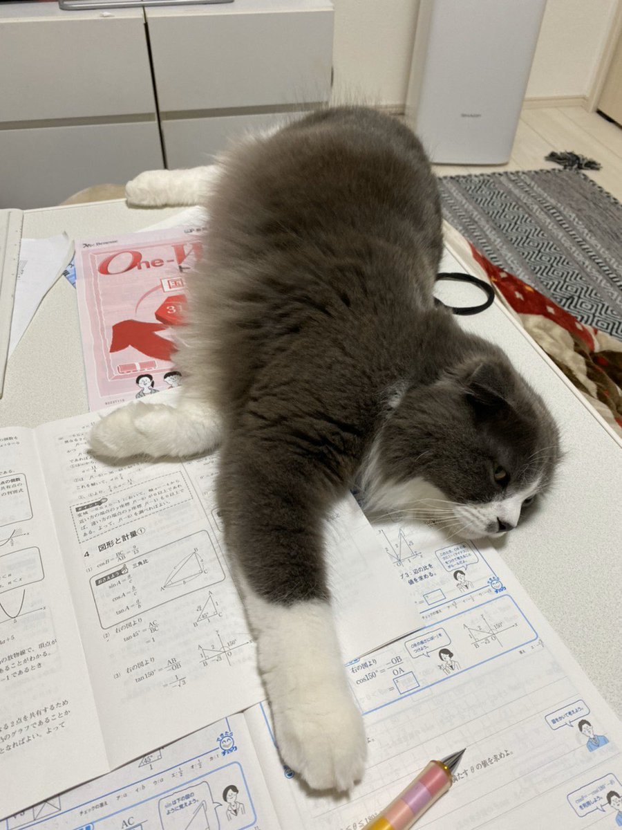 scolag_cat's tweet photo. 可愛いからって...
邪魔しても怒られないという確信犯🙀 https://t.co/dwcIP3ZHTK