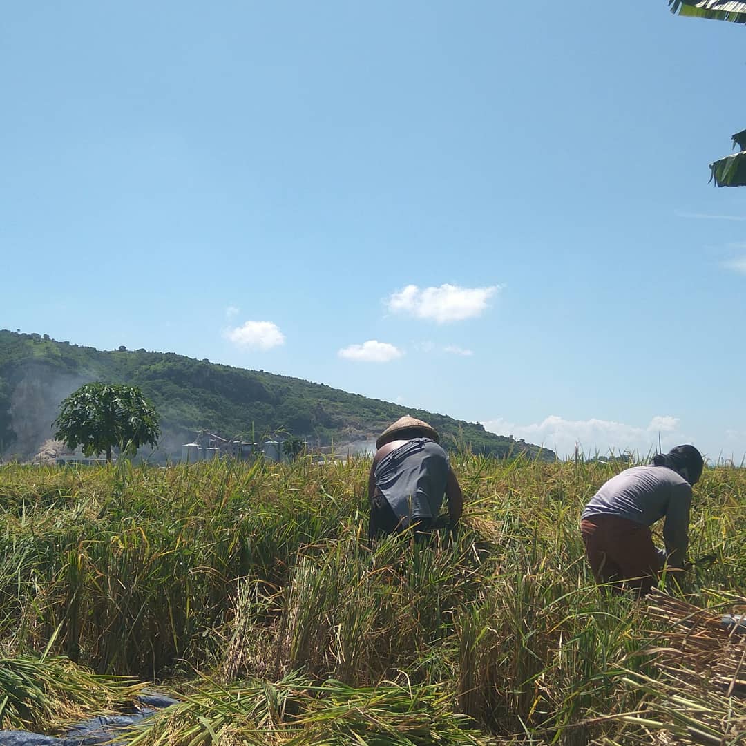 PugerMelawan's tweet photo. DJANGAN MENDERITA
TANI-PHOBI ! (IR. Soekarno) 

" tani adalah salah satu soko-guru daripada Revolusi Indonesia "

Menyelamatkan pertanian (petani, sawah) adalah salah satu melaksanakan cita - cita revolusi yang utuh bagi IR.Soekarno. https://t.co/9eJ1hpLrza