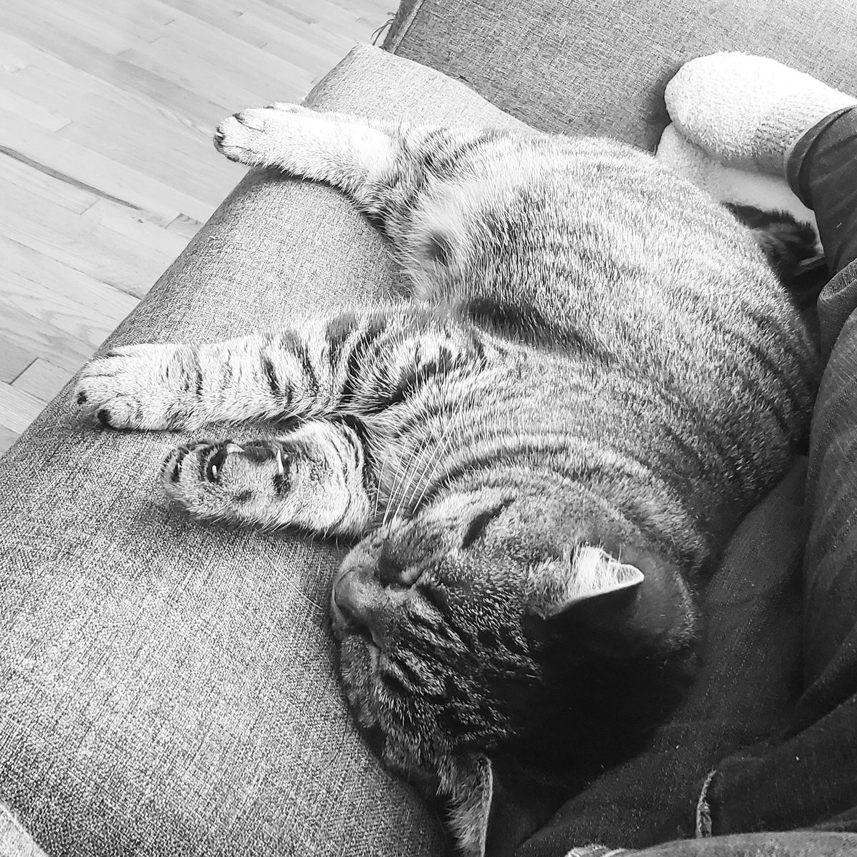 BitsyItsyandBoo's tweet image. #Boo has a sad. Momma lost her job last night. She's gotta find a new way to bring in moneys so she can buy us treats.

#CatsOfTwitter #MissBoo