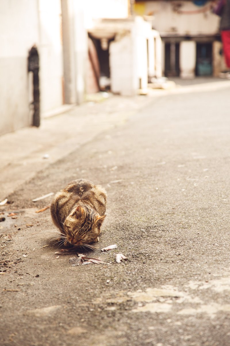 (yes I suppose it's cheating by really being a street portrait)street cat eating fish tails in shanghai