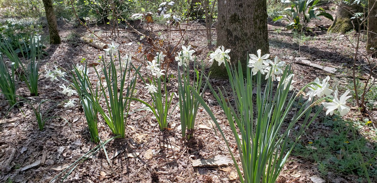 only_dreaming's tweet photo. I miss being able to go out and explore.. spring is my favorite time of year, but this spring is  bust..

#StayHome #flowers #garden #onlydreamingphotography https://t.co/EQXXdeRVsH