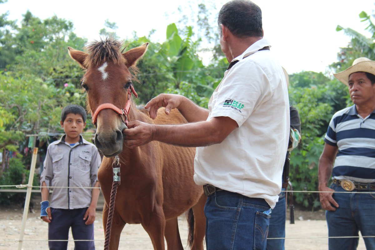 HarryBignell's tweet photo. Fantastic lecture for @TheBrooke earlier this week from Bronwen Williams @stray_hamster on #motivationalinterviewing. Fascinating to think how these techniques could support Brooke's #behaviourchange work with #donkeyowningcommunities, such as #humanehandling work shown in pic. https://t.co/6IQMz50u7C