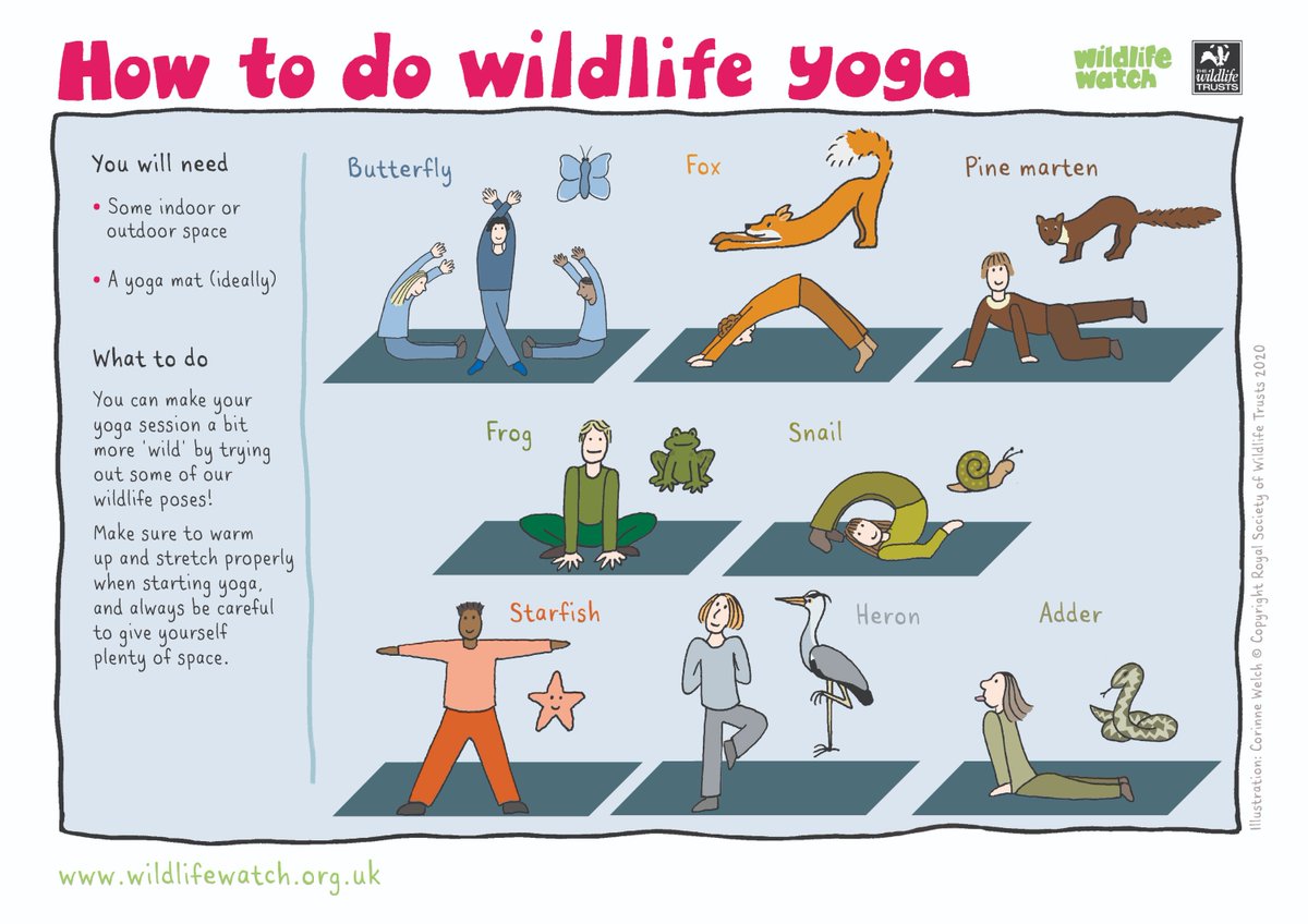 If you're working from home or home-schooling, remember to get up regularly, walk around &amp; stretch out your muscles! 

Here are some wildlife yoga poses you could try out! @SWTwellbeing @SWTTaunton <a href="/SWTcoast/">🦇ྀིྀིྀིྀིྀི</a> <a href="/SWTSimonC/">Simon Clarke</a> @g_stokes18 @SWTsteve @SWTlevels