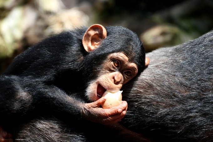 FSLidiomas's tweet photo. #FelizJueves

Hoy le dedicamos un espacio en el blog de #FSL a una persona muy especial: Jane Goodall, quizá la mayor experta en chimpancés de todo el mundo cuyo amor y respeto hacia los animales y la naturaleza son todo un ejemplo a seguir 😊🐵

👉https://t.co/5x7DSwVKd0 https://t.co/8ZcxTB9bnX