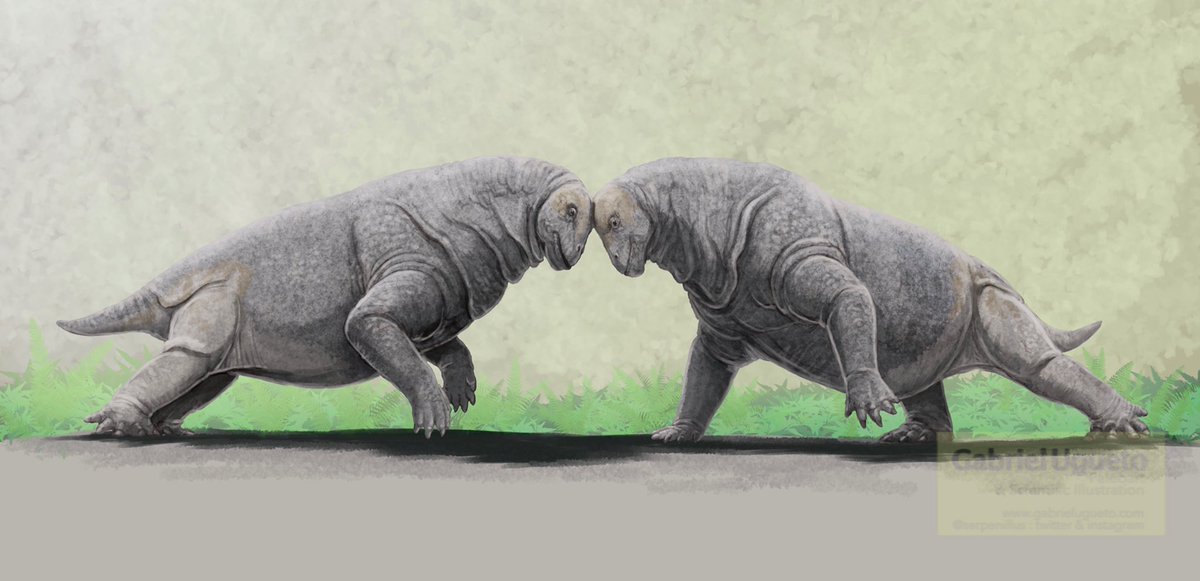 You have traveled back in time to Late Permian South Africa and all of the sudden you run into this pair of Moschops capensis head butting! What a sight that must have been! Moschops was a dinocephalian therapsid, this a very distant relative of ours  #Paleoart  #sciart  #synapsids